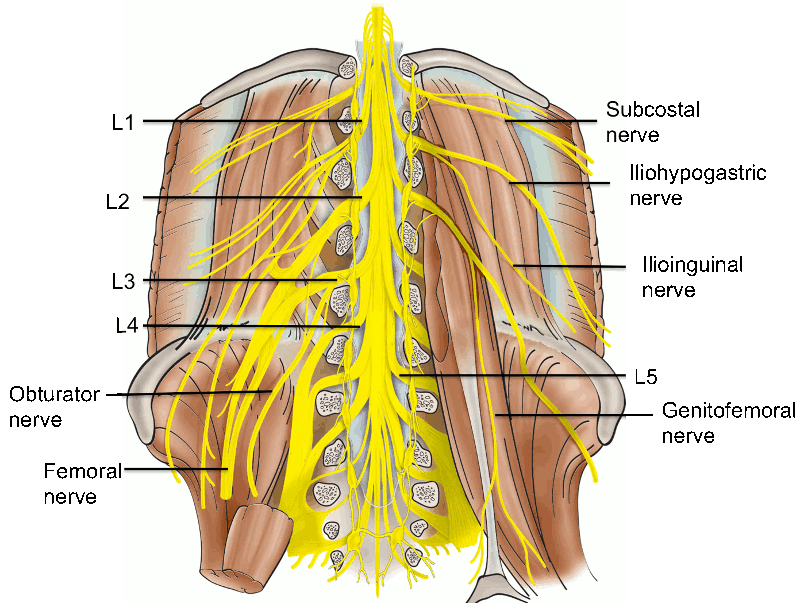 Lumbar Nerves 4 And 5 Spinal Nerves Nervous System Anatomy Poster Set Lumbar Nerves 4 And 5 Spinal Nerves Nervous System Anatomy Poster Set