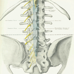 Section 1, Chapter 3: Anatomy of the Lumbar Nerves : Wheeless' Textbook