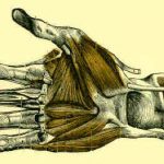 Anatomy of the Hand