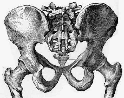 Anterior Corticocancellous Graft Harvest : Wheeless' Textbook of